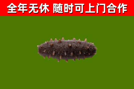 景泰烟酒回收干海参.jpg